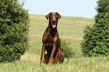 DOBERMANN 1080